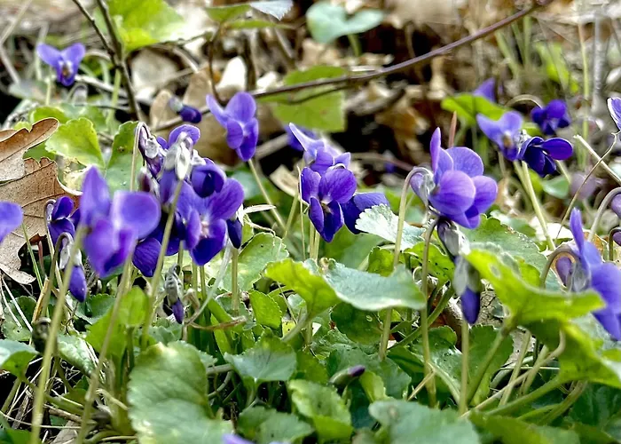 Mazzetti Country House-vita In Campagna Con Giardino