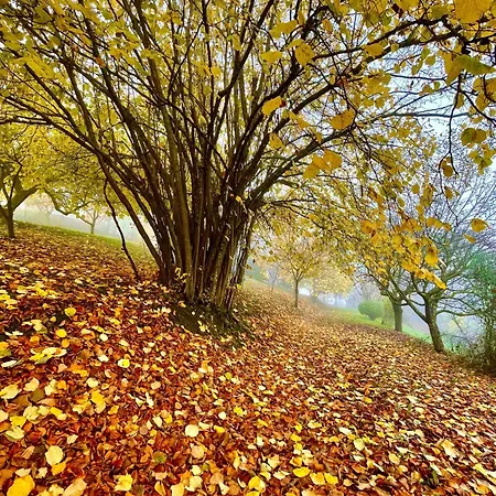 Villa Mazzetti Country House-vita In Campagna Con Giardino Vimignano-Chiesa