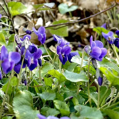 Mazzetti Country House-vita In Campagna Con Giardino